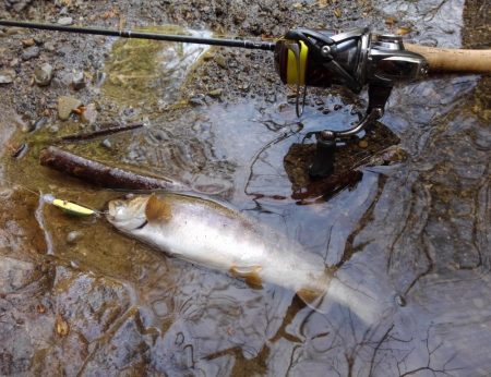 渓流ミノーイング ～長良川水系～